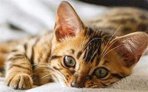 By now, you know that bengal cats were specifically bred to look like an exotic wild cat, one you might find in a jungle. Top 30 Most Popular Male Bengal Cat Names - PupsToday