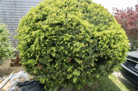 How To Get Tree Sap Out Of Your Carpet In 4 Ways Country Diaries