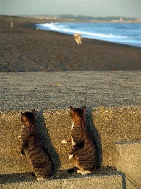 Cats Spy On Dog Really Funny Pictures Collection On