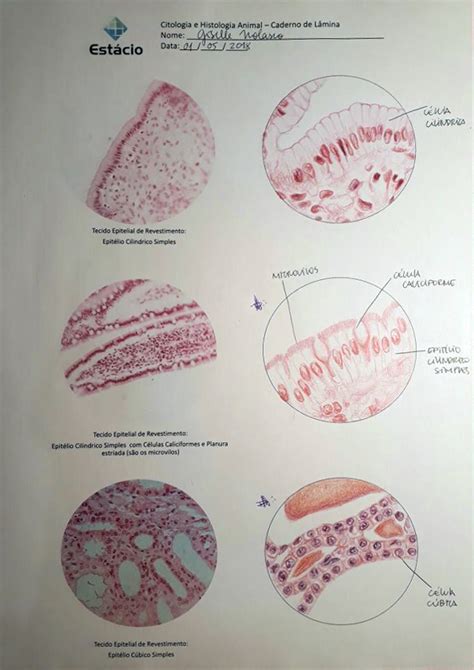 Caderno De Laminas Epitelial Revestimento Biologia Celular Tecidos