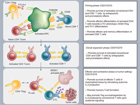 Targeting The T Cell Co Stimulatory Cd Cd Pathway In Cancer