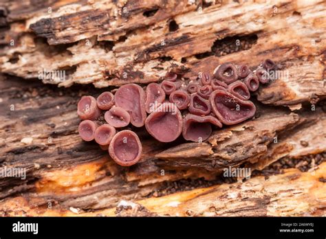 Purple Jellydisc Ascocoryne Sarcoides Growing On A Rotting Log Stock