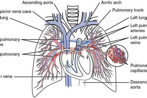 How cardiac activity is regulated? Anatomy artery is a blood vessel that carries away from ...