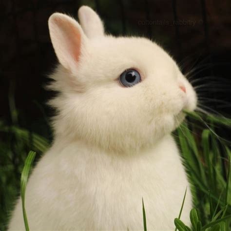 Check spelling or type a new query. my bunny - Cutest Paw | Dwarf bunnies, Dwarf rabbit ...