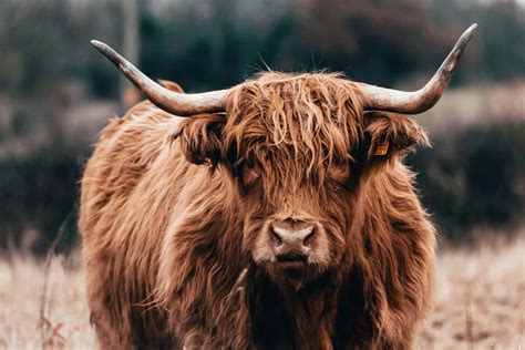 Scottish Highland Cattle A Hardy Breed Worth Raising