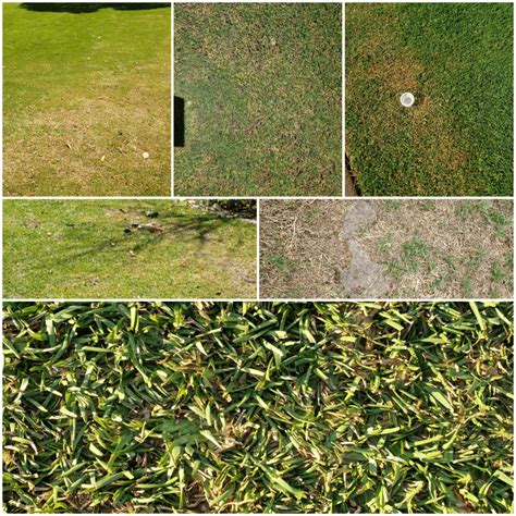 Why You Have A Dying Lawn Next Steps Lovegrove Turf Services