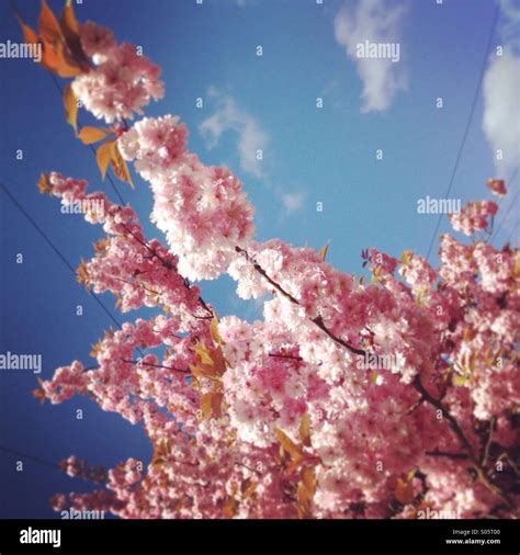 Cherry Blossom In Spring Stock Photo Alamy