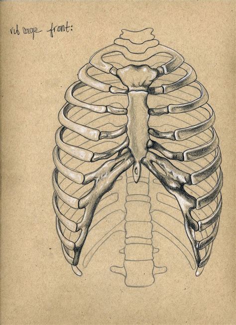 The ribs are a set of twelve paired bones which form the protective 'cage' of the thorax. Image result for ribcage art piece | Skeleton drawings ...
