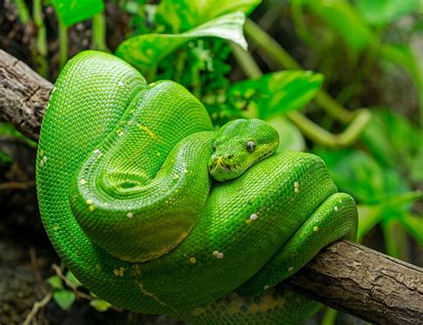 Green Tree Python Care Sheet Reptifiles