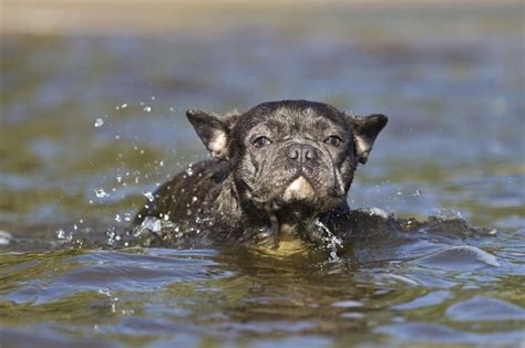 Most french bulldogs will sink without a floatation device, and even if yours can swim for a short while, without a life jacket, they will soon begin to sink due to exhaustion and their physical constraints. Can French Bulldogs Swim? - 3 Reasons Why Frenchies Sink