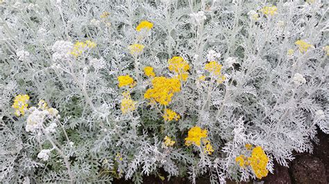 Dusty Miller Plant Care And Growing Guide