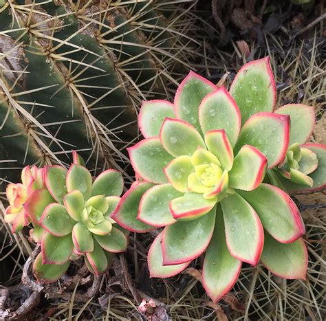 Check spelling or type a new query. Aeonium 'Kiwi' - Boething Treeland Farms