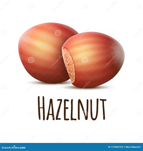 Hazelnut Icon Cartoon Style 83693161