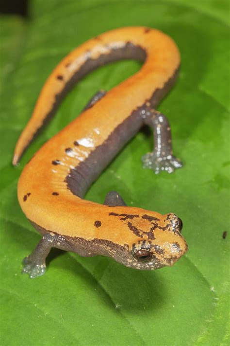 Broadfoot Mushroomtongue Salamander Mexico Photograph By Claudio