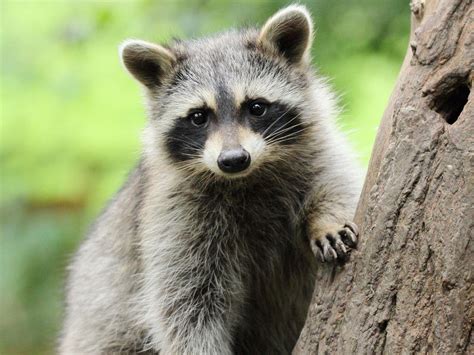 Nearly 200 'zombie' raccoons die in New York City | The Independent | The Independent