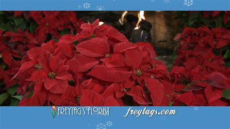 Austin Tx Poinsettia Delivered By Freytags Florist Youtube