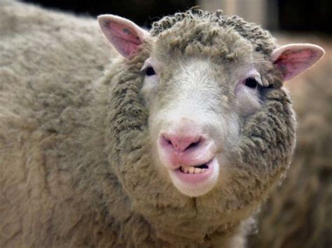 Dolly The Sheep To Be Honoured With Blue Plaque In Edinburgh The