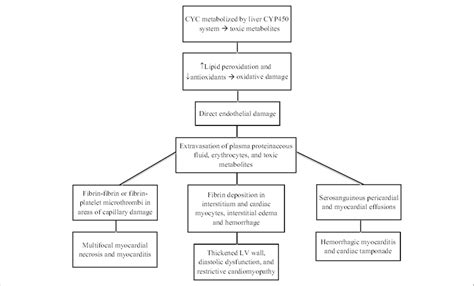 Murine models of enteroviral myocarditis suggest viral myocarditis is characterized by 3 phases. Pathophysiology and clinical manifestations of ...