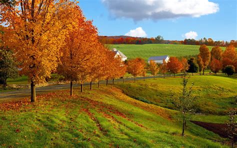 Nature Landscapes Autumn Fall Seasons Leaves Fields Grass Roads