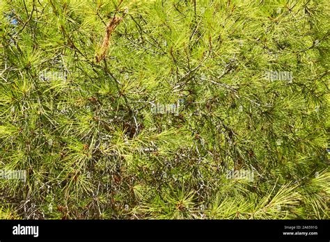 Crown Of Stone Pine Lat Pinus Pinea With Long Needles Green