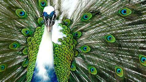 You can download them in different resolutions as per your requirement. 4K Peacock Wallpapers High Quality | Download Free
