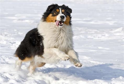 Your Guide To The Amazing Border Collie Australian Shepherd Mix
