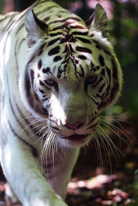 Zoo De Beauval Animaux à Voir Tarif Horaires Préparer Votre Visite