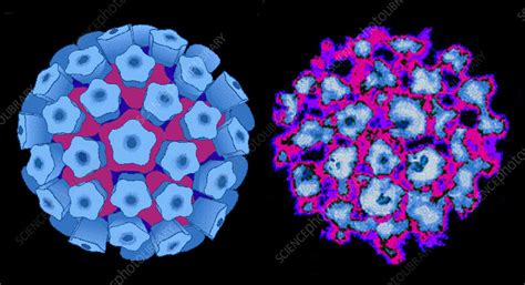Human Papilloma Viruses Stock Image M050 0818 Science Photo Library