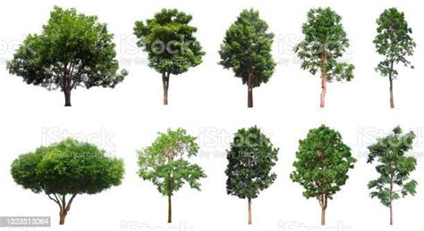 Tree Collection Beautiful Large Tropical Tree Set Suitable For Use In