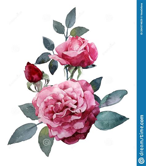 Watercolor Pink Roses Bouquet Handpainted Floral Composition Isolated