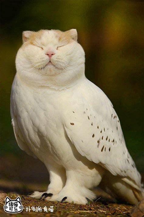 Cat And Owl Combine To Form The Adorably Bizarre Meowl Photoshopped