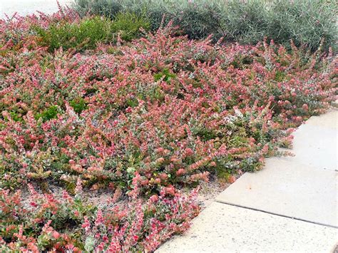 Adenanthos cuneatus 'Coral Carpet' - Jug Flower ...