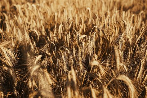 Nature Wheat Field Ears Dry Spikes Hd Wallpaper Pxfuel