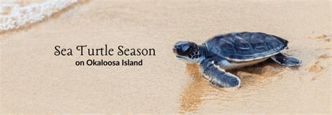 Sea Turtle Season On Okaloosa Island Destin West Vacations