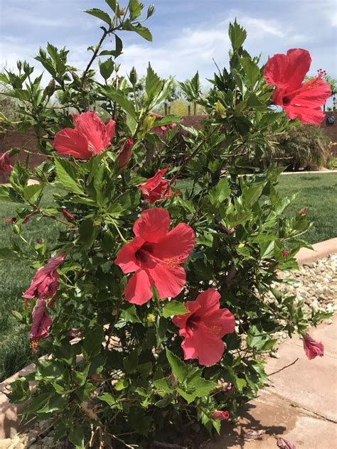 The large blooms can be up to a foot wide and attract butterflies and hummingbirds to a garden. this hibiscus bush just wont quit | Hibiscus plant ...