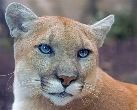 Handsome Blue Eyes In This Fiery Feline Animals Beautiful Lion Eyes