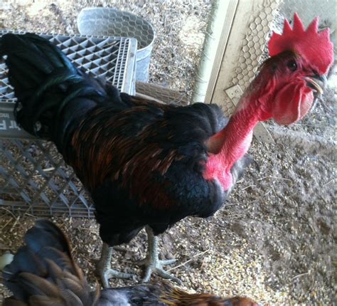 Naked Neck For Sale Chickens Breed Information Omlet