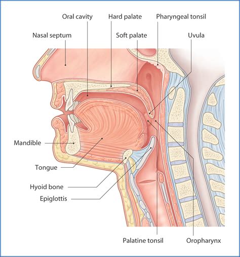 Oral Region Basicmedical Key