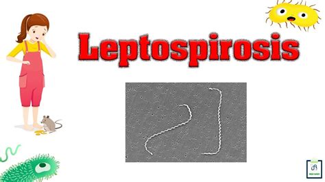 Leptospirosis Introduction Causes Pathophysiology Symptoms