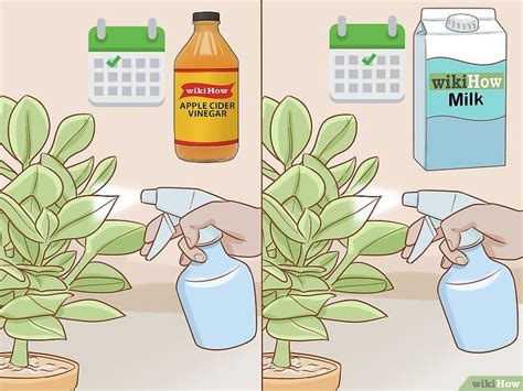 It is the most common and easily recognized plant disease. Get Rid of Powdery Mildew on Plants | Powdery mildew ...