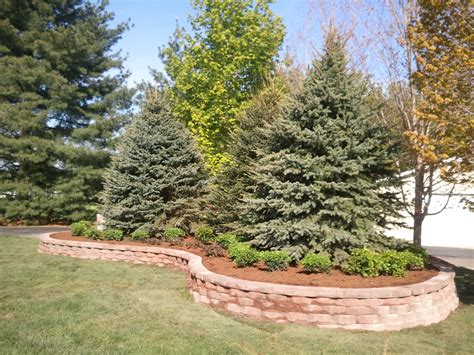 The spruce / evgeniya vlasova. Raised Landscape Bed/ Large Colorado Blue Spruce Tree ...