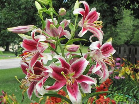 Flower can be covered with different types of freckles. List of 50+ Different Types of Lilies With Pictures