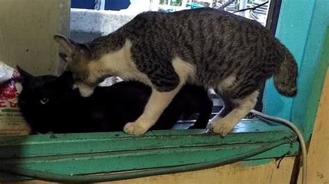 Jika bingung memilih, kita bisa melakukan gaya bercinta yang menjadi favorit pria. Gaya bercinta kucing jantan vs kucing jantan - YouTube