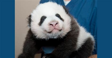 National Zoo Reveals Name Of Baby Panda