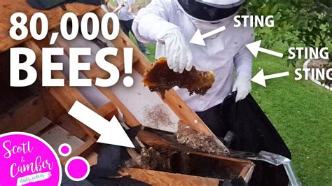 🐝massive Beehive Removal Our House 3o Lbs Of Honey 🐝 🍯 Scott And Camber Youtube