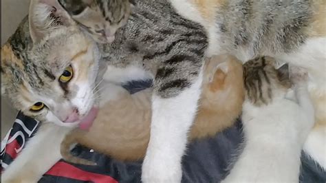 Rescue Kittens Open Their Eyes And Mother Cat Stimulating Them Youtube