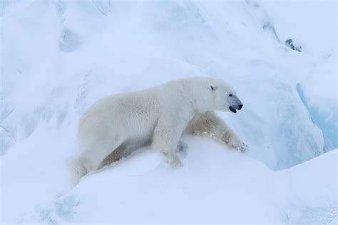 Polar Bears Are Mating With Grizzlies To Become Pizzly Bears