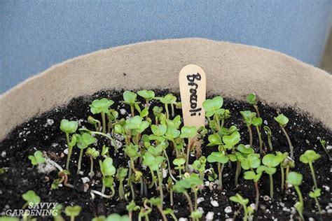 How To Grow Broccoli Sprouts And Microgreens 6 Methods For Success