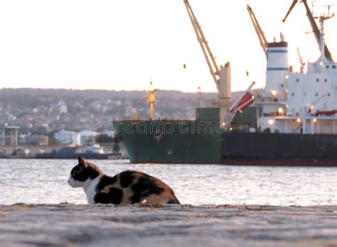 Portrait Of A Street Tricolour Cat Sitting At The Sea Port Territory