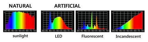 Comparing Natural Light And Artificial Light Sunlight Inside